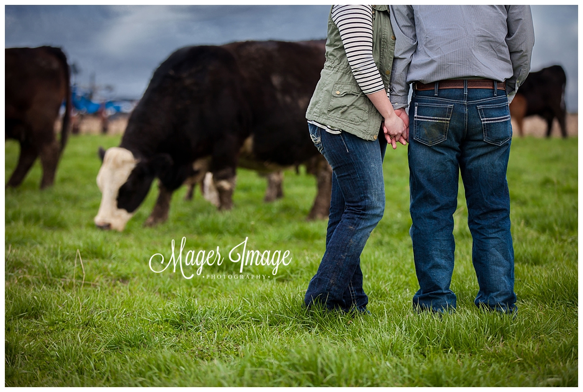 engagement session with cows