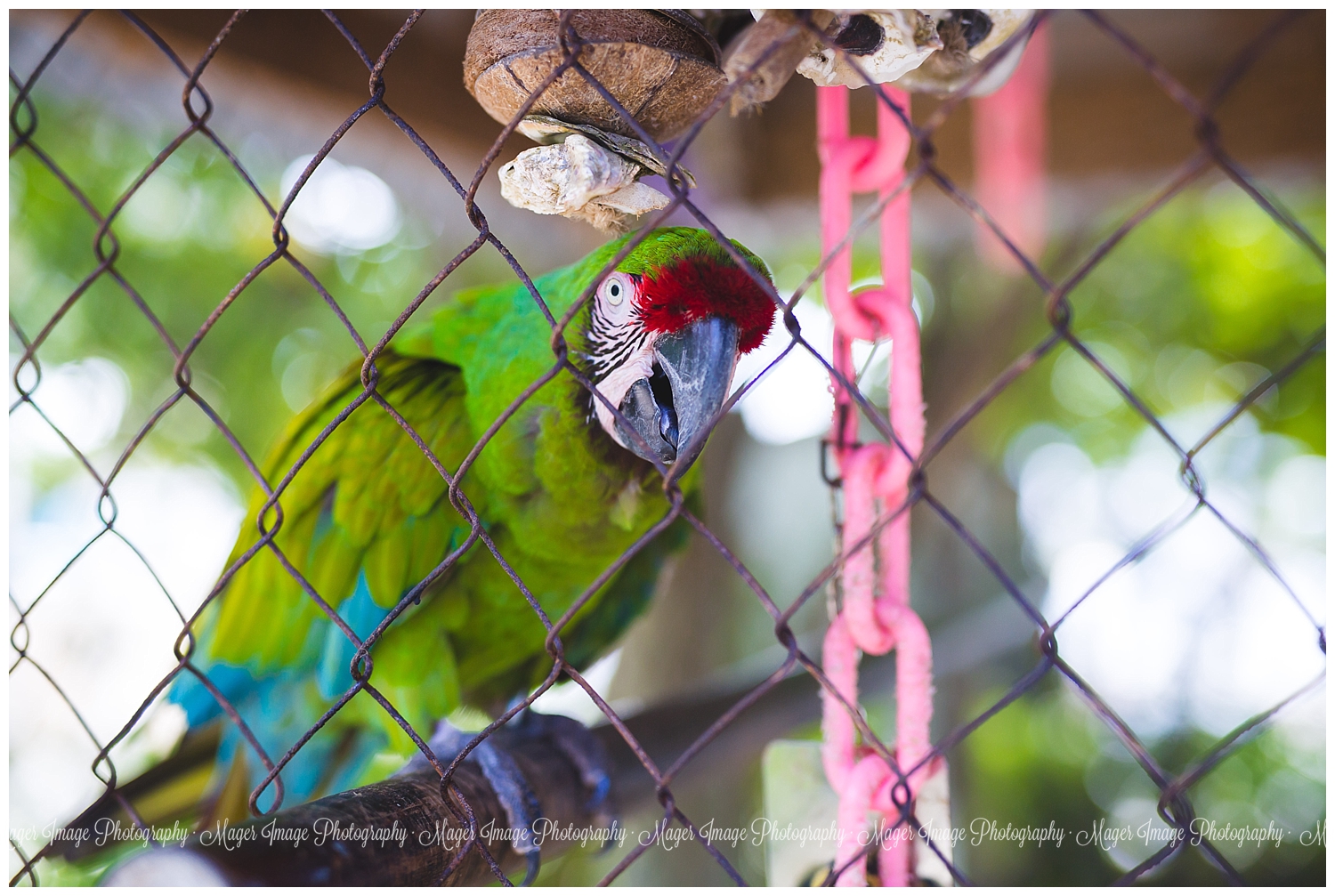 parrot sandals resort pet pretty bird