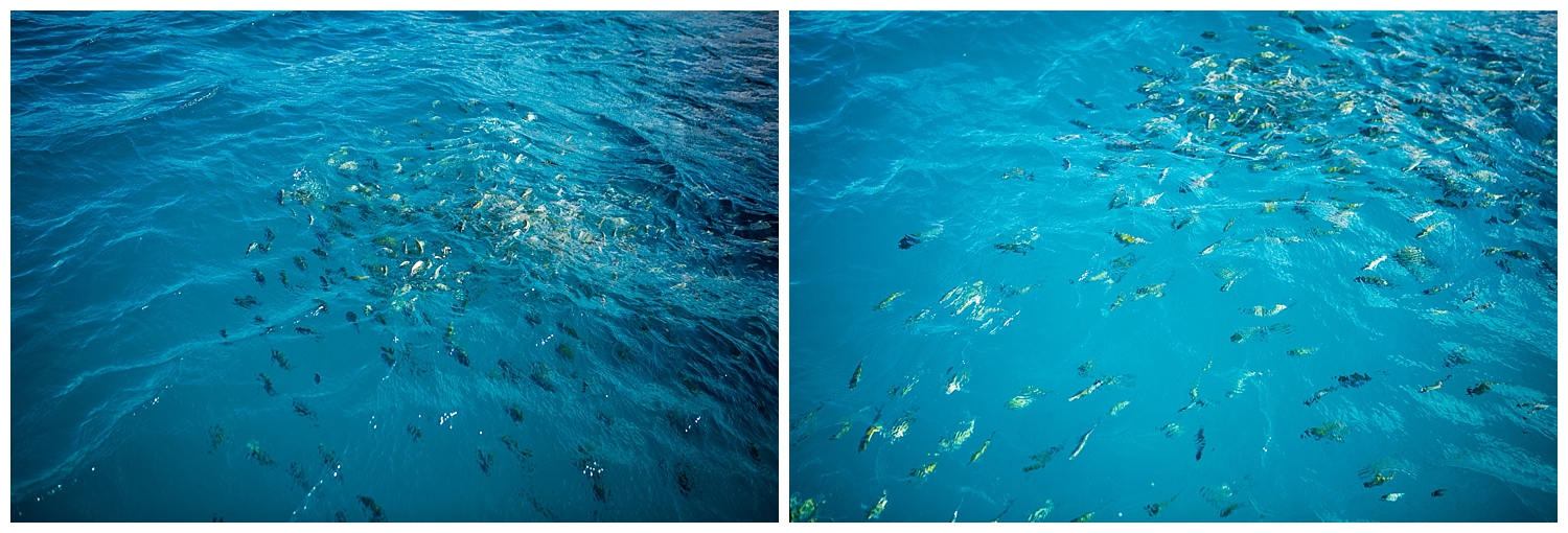 water fish jamaican ocean
