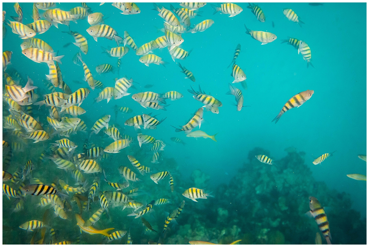 underwater yellow fish photography