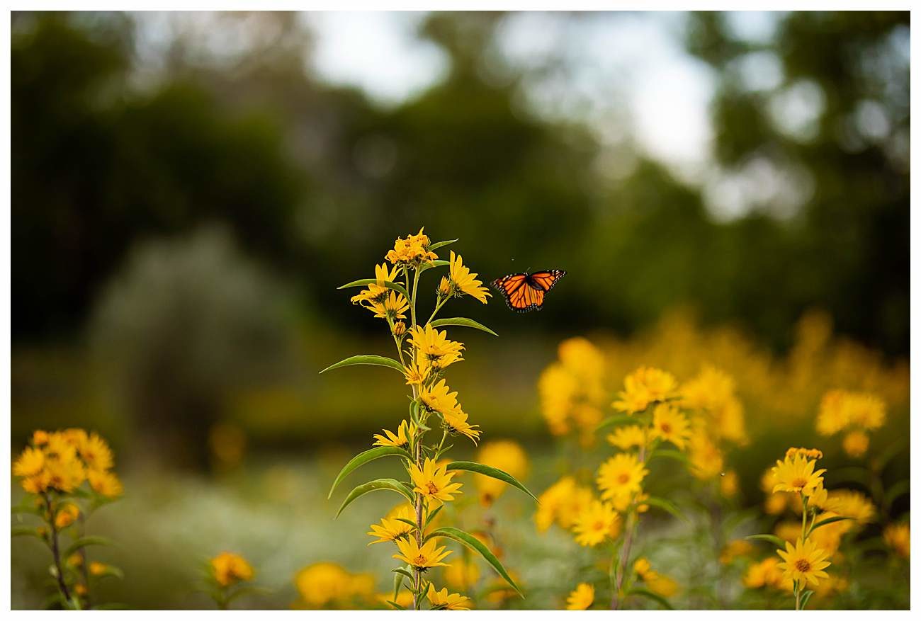 flower field butterfly 