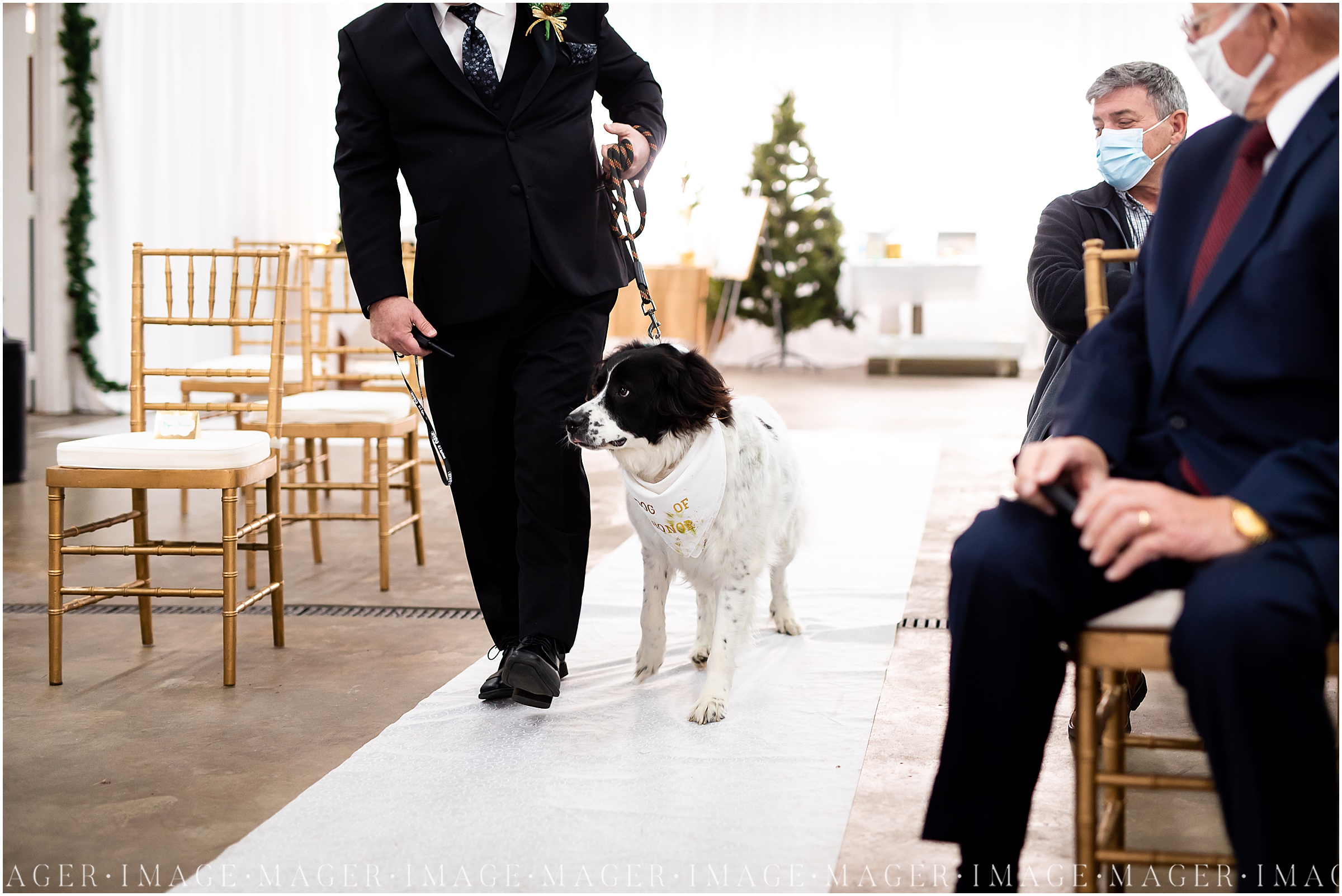 dog of honor