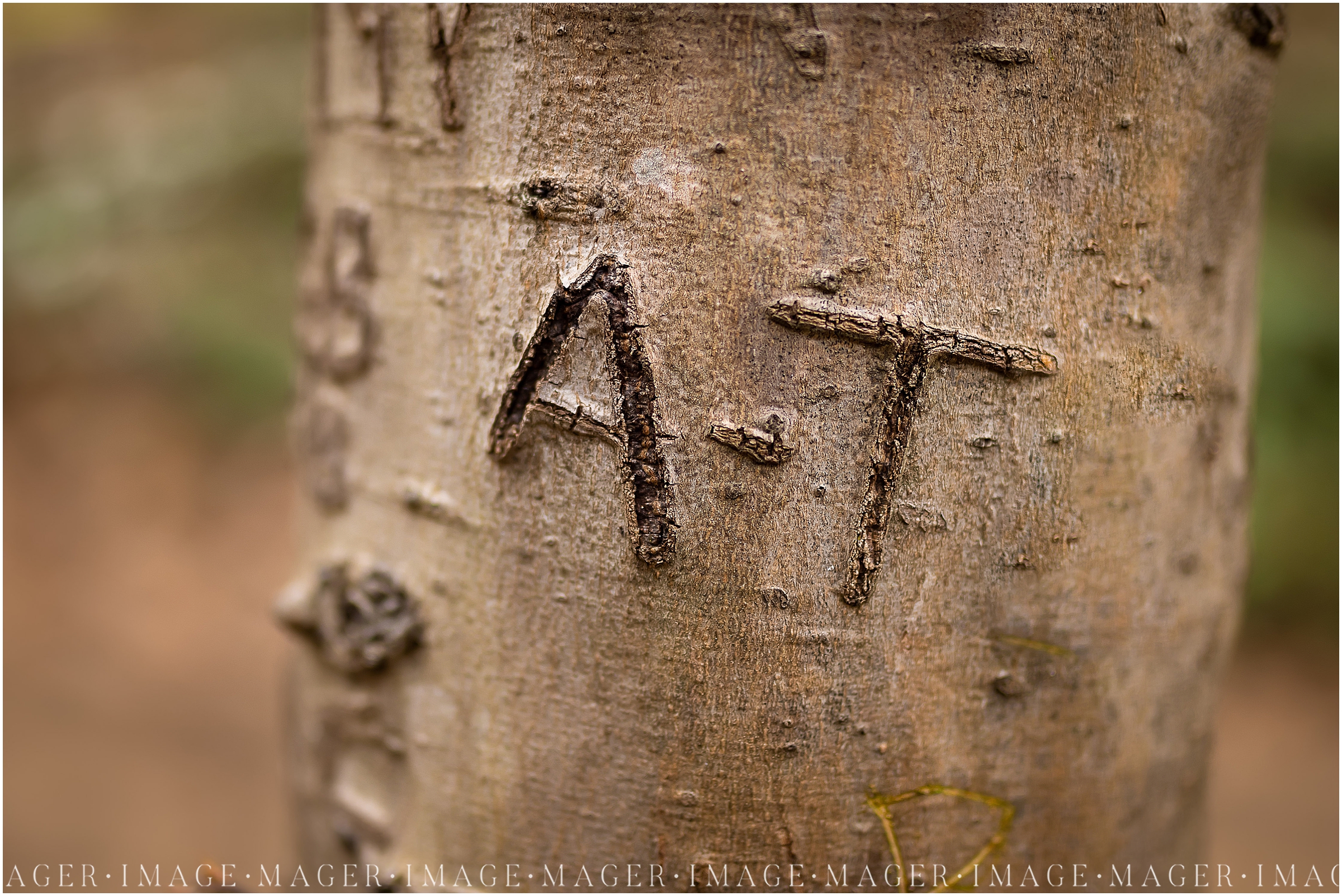 A + T carved in tree, tree carving